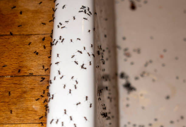 Doffing, TX Pest Control Company