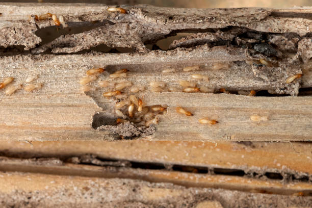 Flea Control Services in Doffing, TX